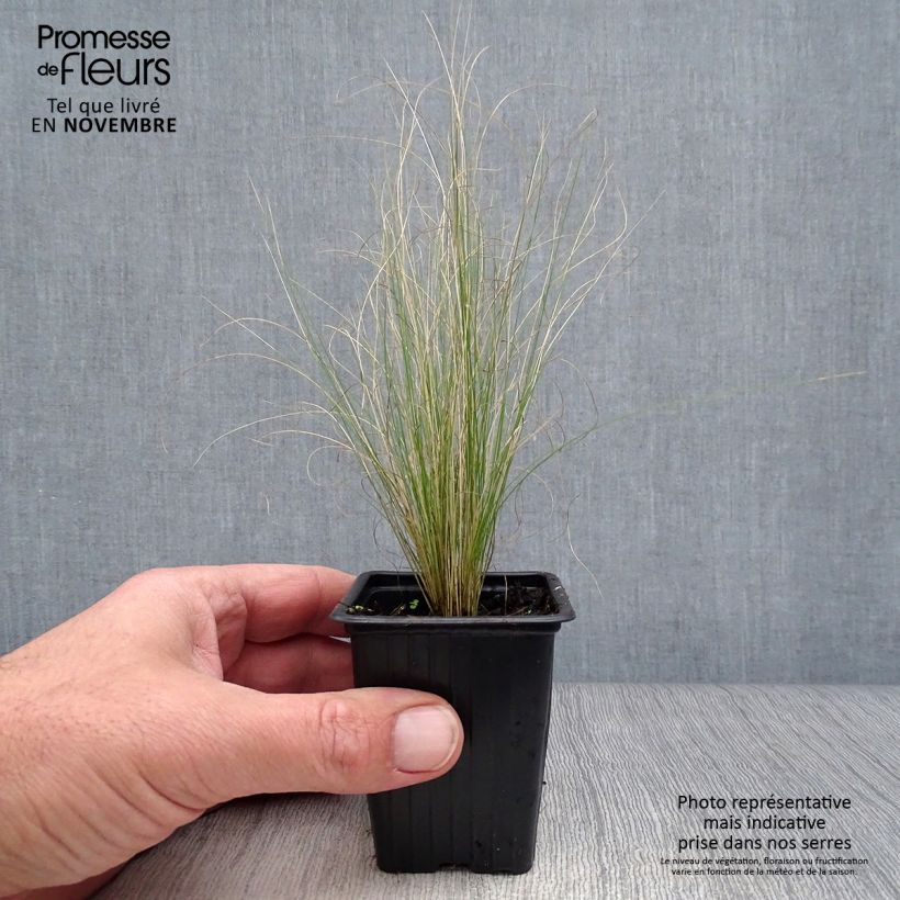Example of Stipa tenuifolia - Cheveux d'ange Pony Tails Godet de 7/8 cm as you get in automne