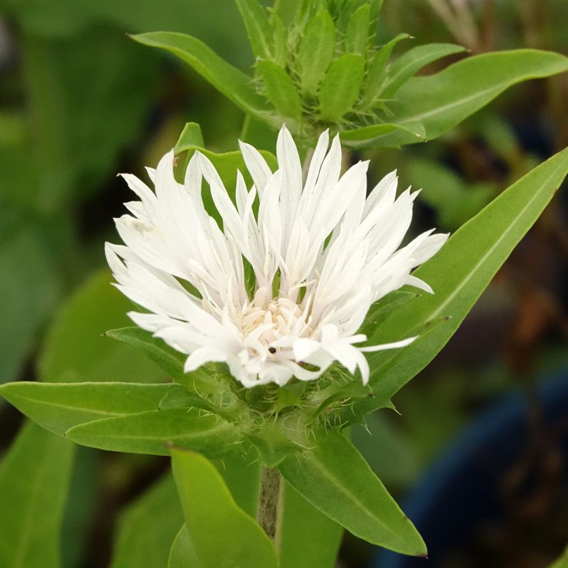 Stokesia laevis Alba - Bleuet d'Amérique - Stokésie blanche (Foliage)