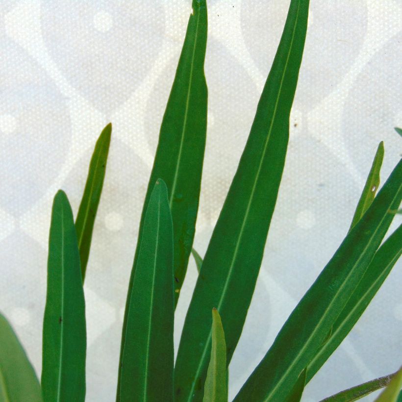 Stokesia laevis Mary Gregory - Bleuet d'Amérique (Foliage)
