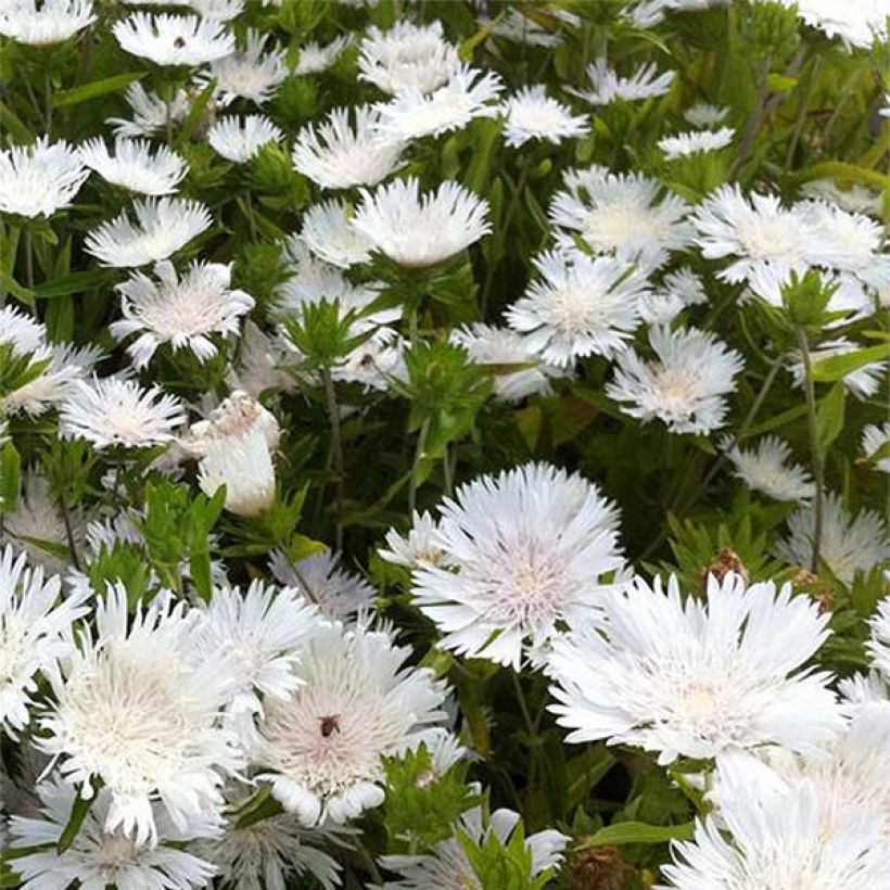 Stokesia laevis Traumerei - Bleuet d'Amérique. (Flowering)