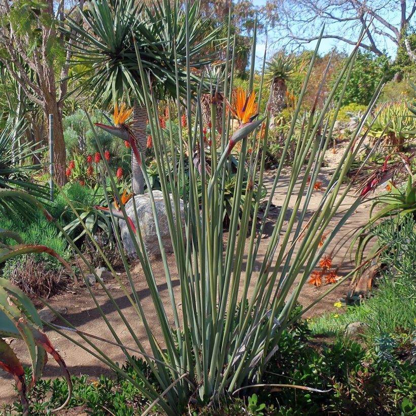 Strelitzia juncea - Oiseau de paradis à tiges de jonc (Plant habit)