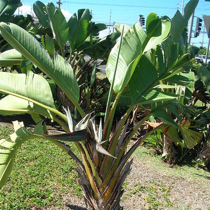 Strelitzia nicolai - Oiseau de Paradis blanc, géant  (Plant habit)