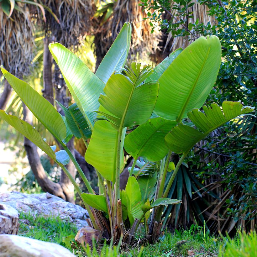 Graines d'Oiseau de Paradis blanc - Strelitzia nicolai (Plant habit)