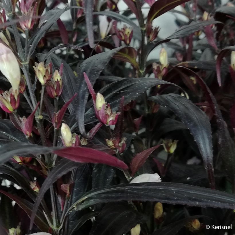 Strobilanthes anisophyllus Brunetthy (Foliage)