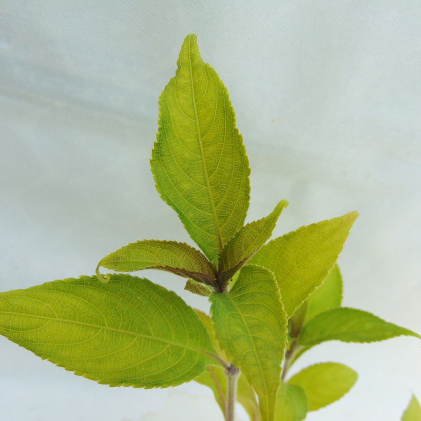 Strobilanthes penstemonoides (rankanensis) (Foliage)