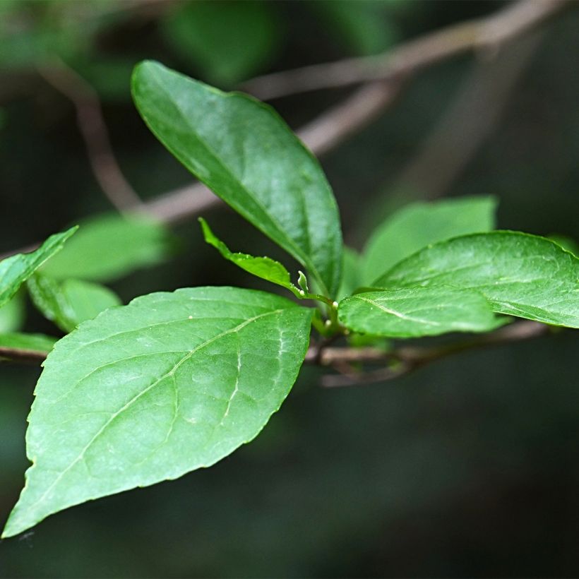 Styrax japonica Fargesii - Styrax japonais (Foliage)