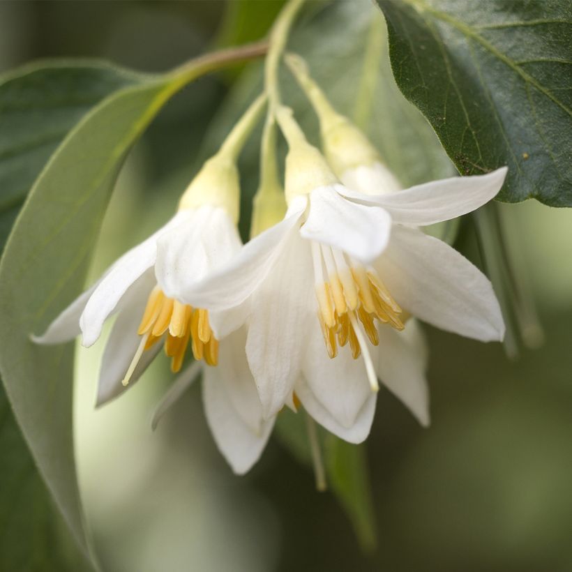 Styrax japonica Fargesii - Styrax japonais (Flowering)