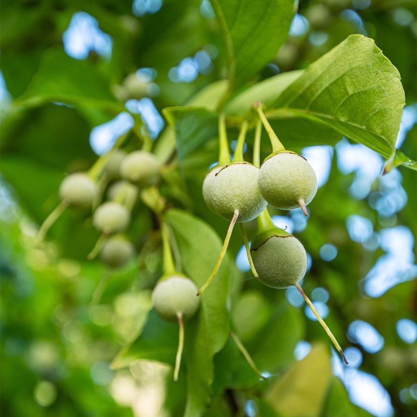 Styrax japonica Fargesii - Styrax japonais (Harvest)