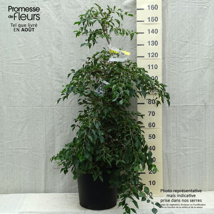 Example of Styrax japonica Fragrant Fountain Pot de 30L/35L as you get in ete