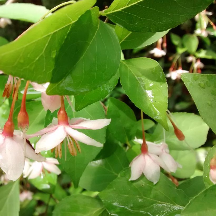 Styrax japonica Pink Chimes - Styrax du Japon (Foliage)