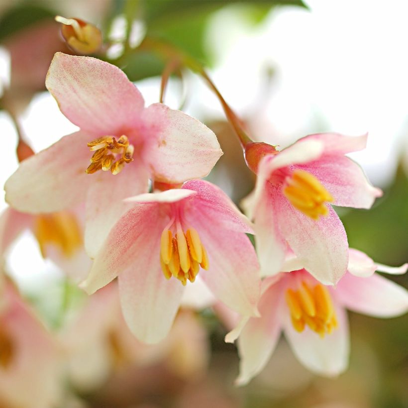 Styrax japonica Pink Chimes - Styrax du Japon (Flowering)