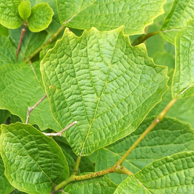Styrax shiraiana                         (Foliage)