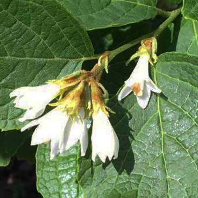 Styrax shiraiana                         (Flowering)
