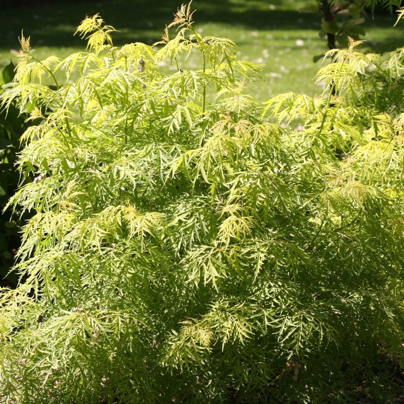 Sureau à grappes - Sambucus racemosa Lemony Lace (Foliage)