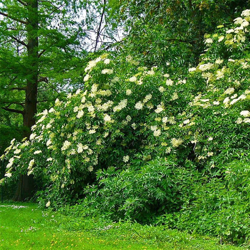 Sureau noir - Sambucus nigra Korsor (Plant habit)