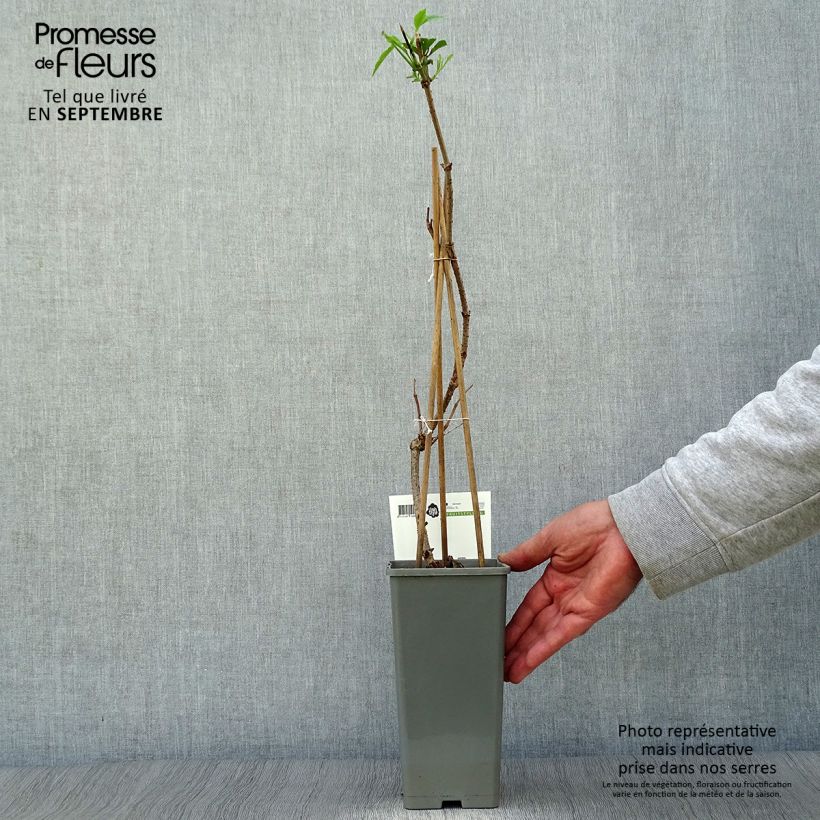 Example of Sureau noir - Sambucus nigra Haschberg Pot de 1,5L/2L, Buisson as you get in automne