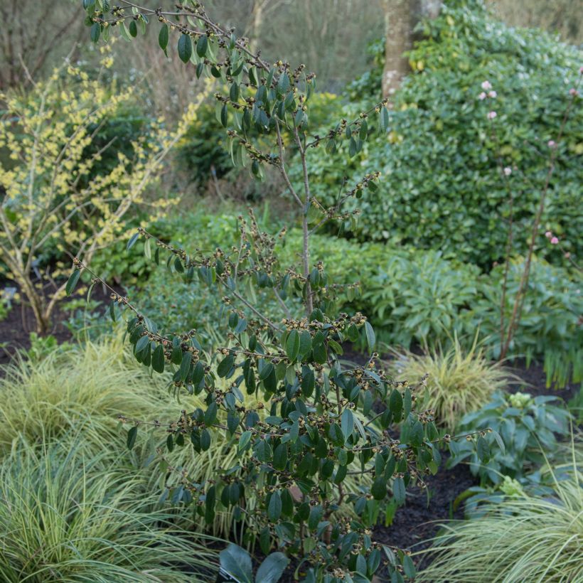 Sycopsis sinensis - Sycopsis de Chine (Plant habit)