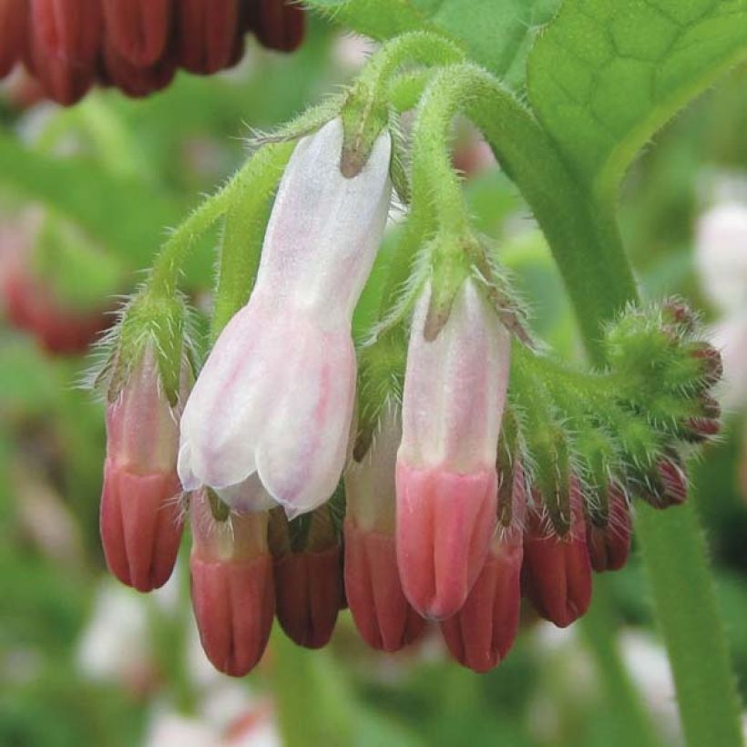 Consoude à grandes fleurs - Symphytum Hidcote Pink (Flowering)