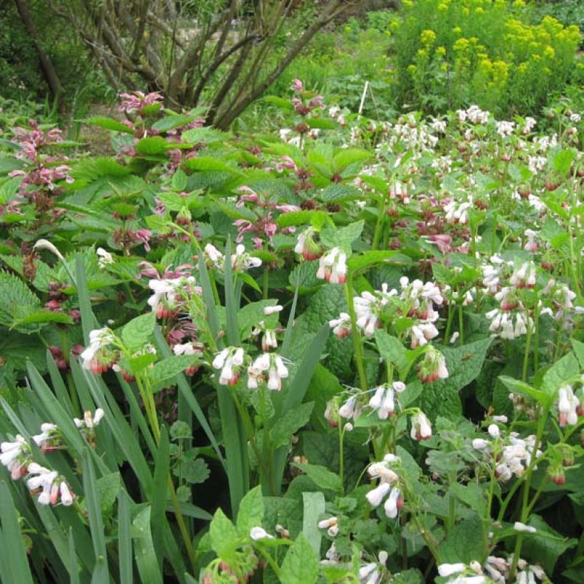 Consoude à grandes fleurs - Symphytum Hidcote Pink (Plant habit)
