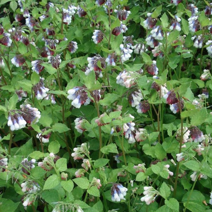 Consoude à grandes fleurs - Symphytum Sky Blue Pink (Plant habit)