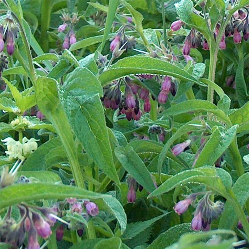 Consoude officinale - Symphytum officinale (Foliage)