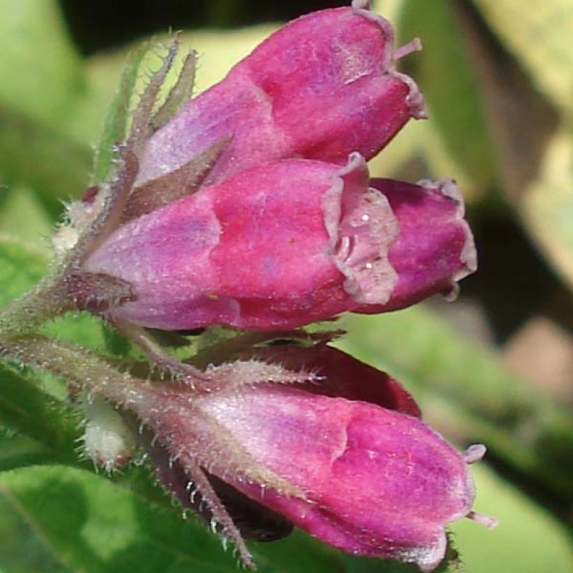 Consoude rouge  - Symphytum rubrum (Flowering)