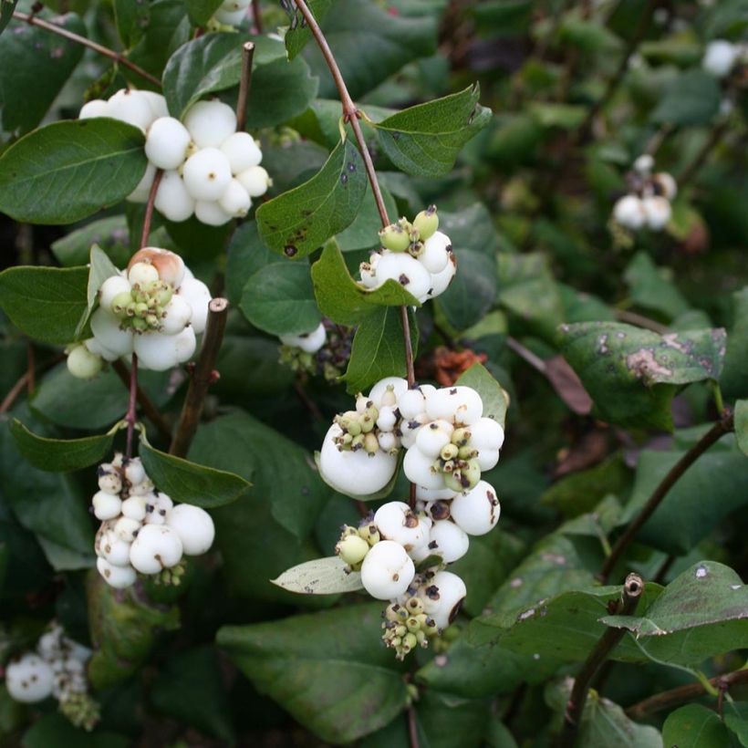 Symphorine blanche - Symphoricarpos albus (Foliage)