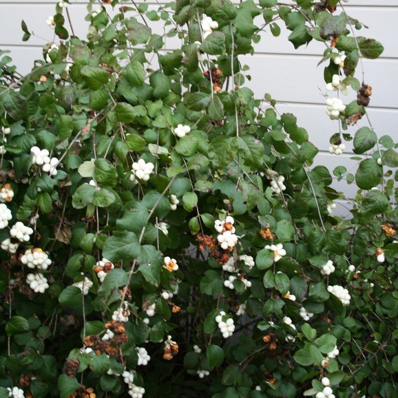 Symphorine blanche - Symphoricarpos albus (Plant habit)