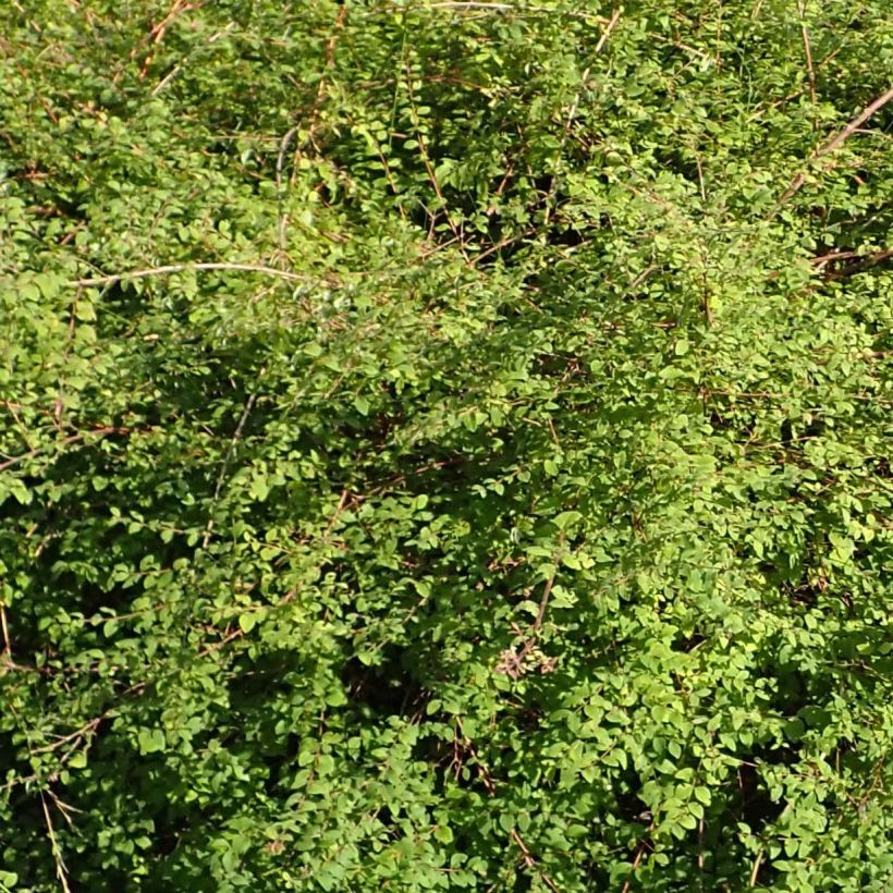 Symphoricarpos chenaultii Hancock - Symphorine de Chenault (Foliage)