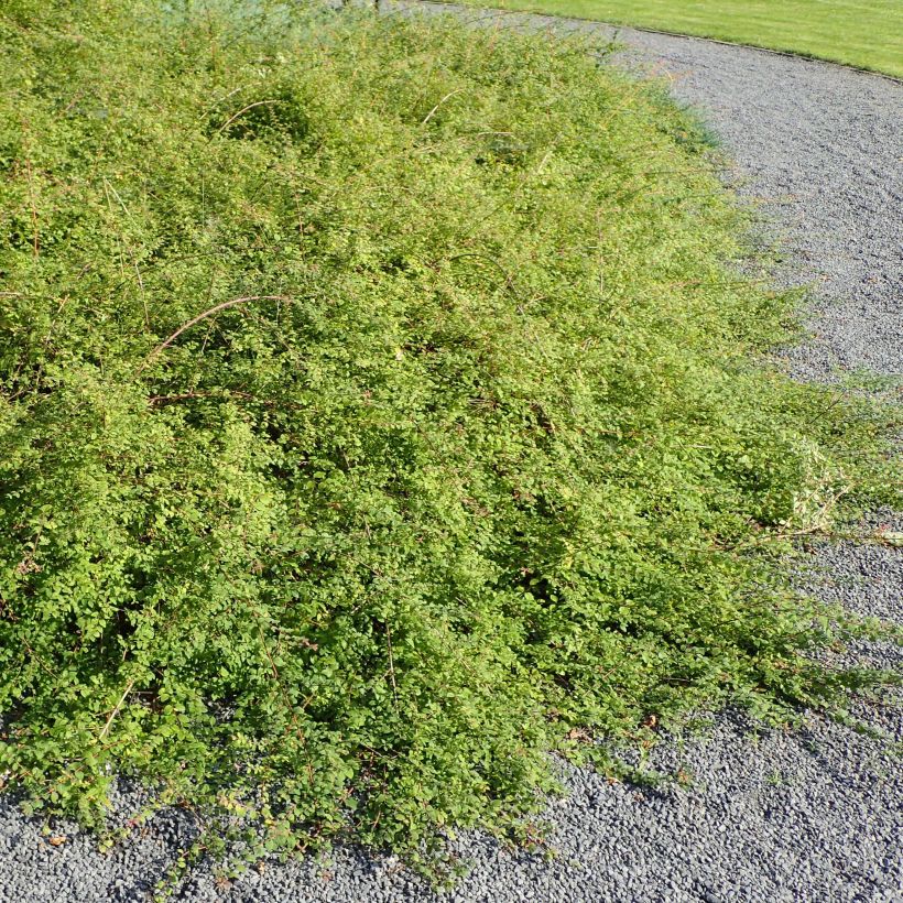 Symphoricarpos chenaultii Hancock - Symphorine de Chenault (Plant habit)