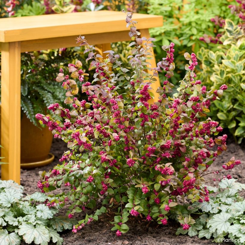 Symphorine Little Berry - Symphoricarpos (Plant habit)