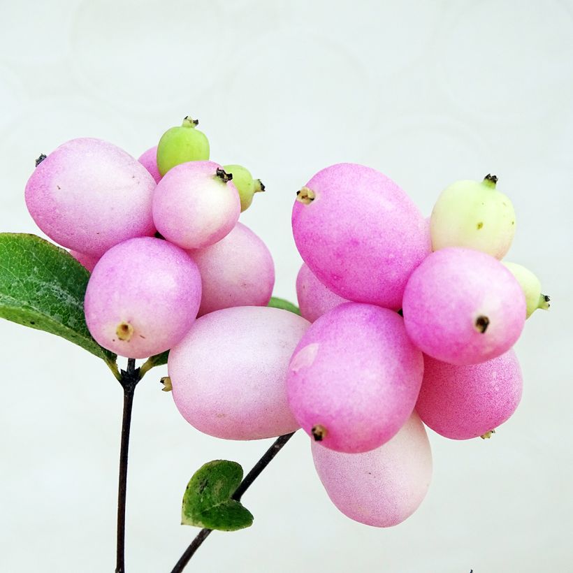 Symphorine Mother of Pearl - Symphorycarpos doorenboosii  (Harvest)