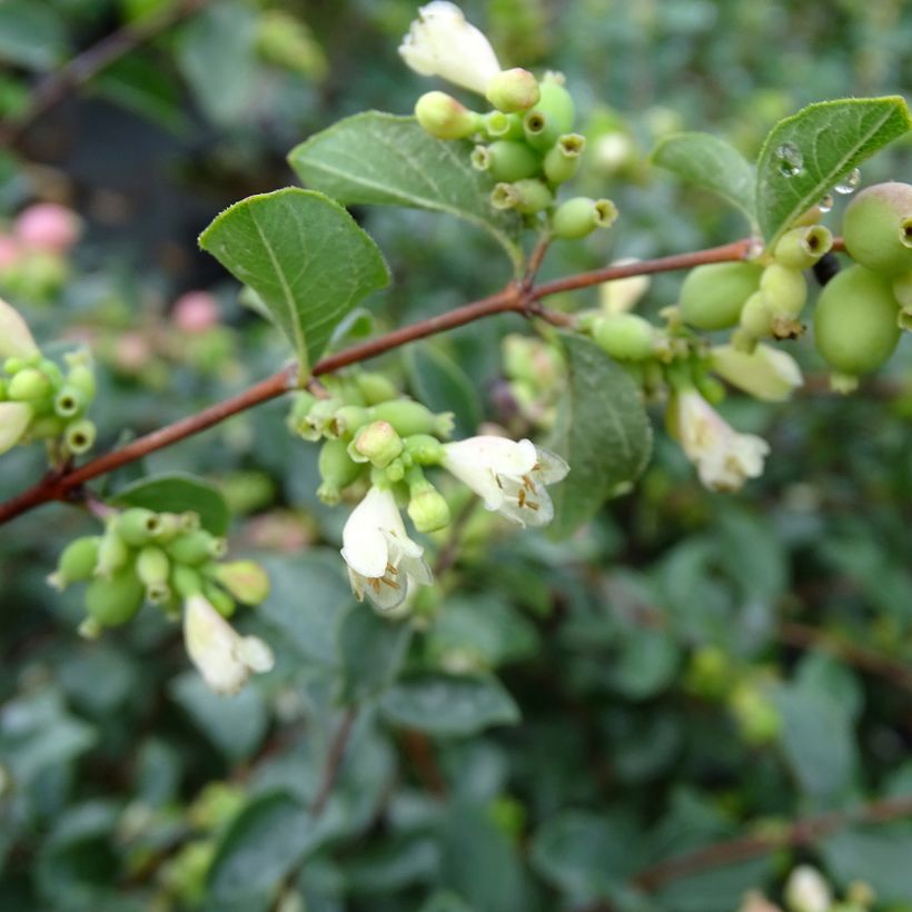 Symphorine - Symphoricarpos doorenbosii Amethyst (Flowering)