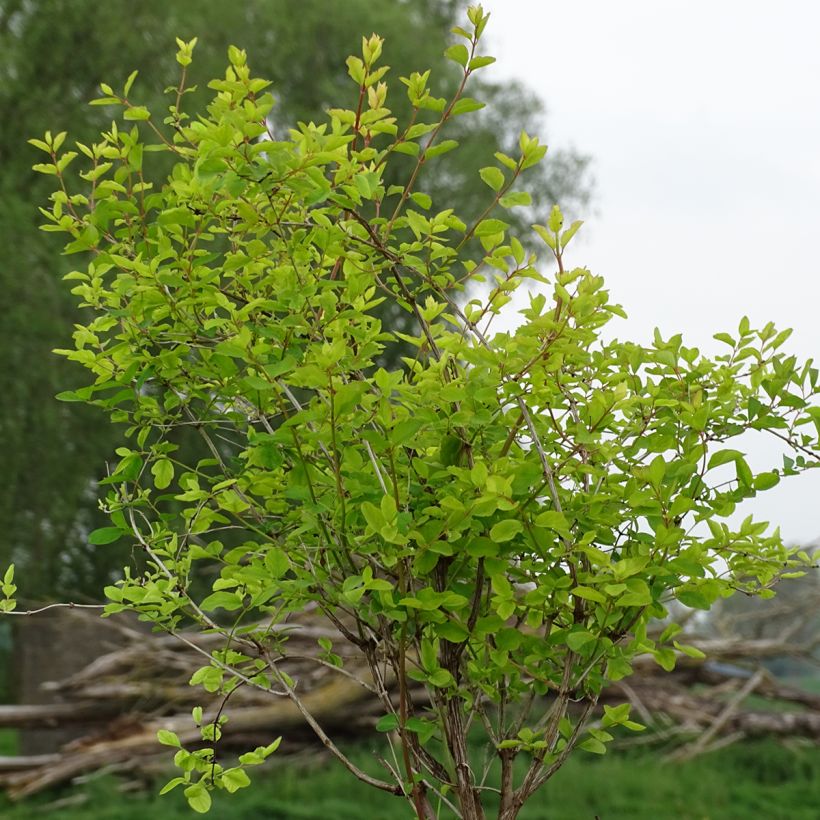 Symphorine - Symphoricarpos doorenbosii Amethyst (Plant habit)