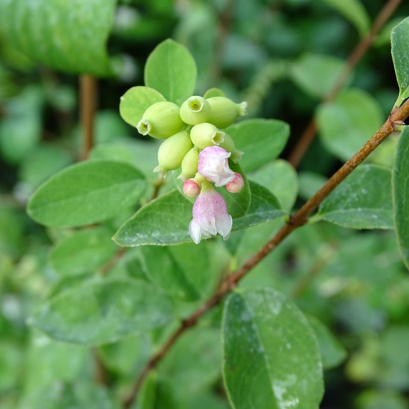 Symphorine - Symphoricarpos doorenbosii White Hedge (Flowering)