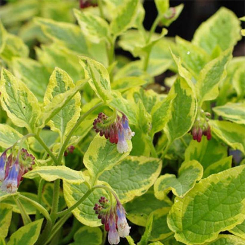 Symphytum Goldsmith - Consoude panachée (Foliage)