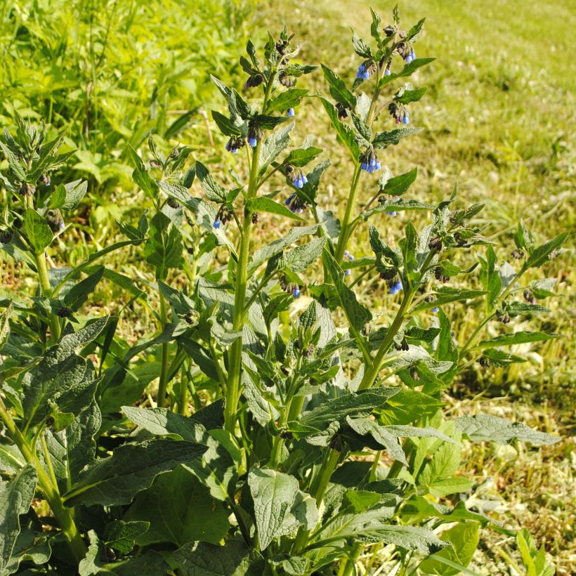 Consoude - Symphytum azureum (Plant habit)