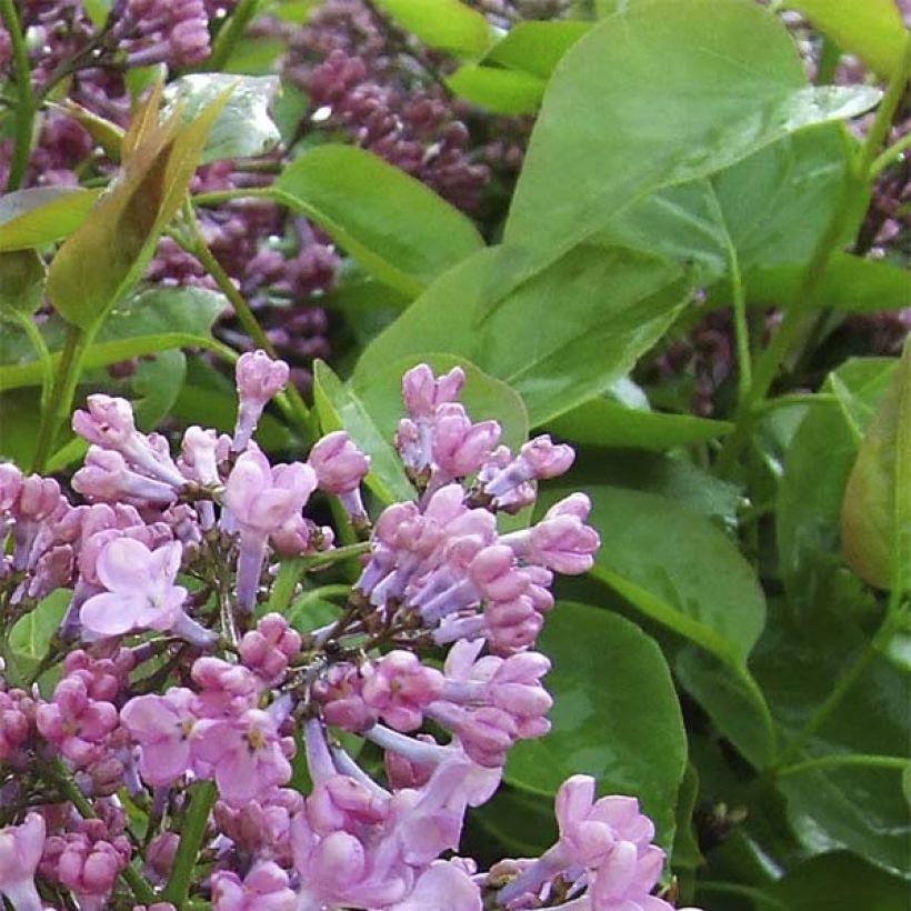 Lilas à fleurs de jacinthe - Syringa hyacinthiflora Maiden's Blush (Foliage)