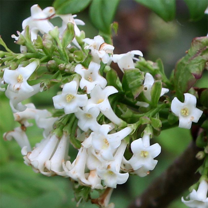 Lilas à feuilles pennées - Syringa pinnatifolia (Flowering)