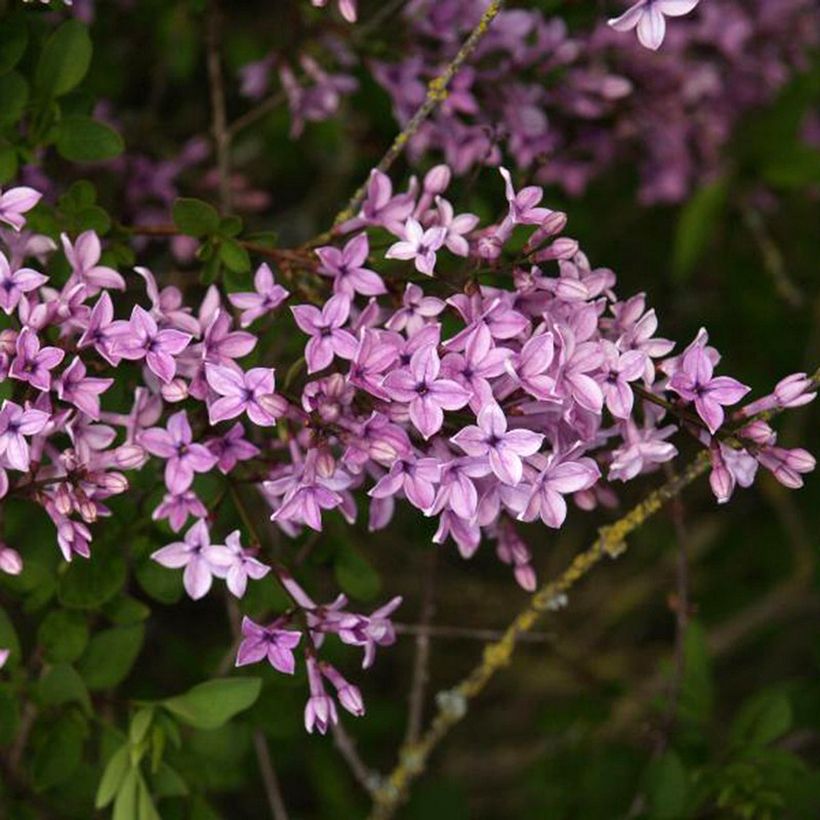 Lilas - Syringa protolaciniata Kabul (Flowering)