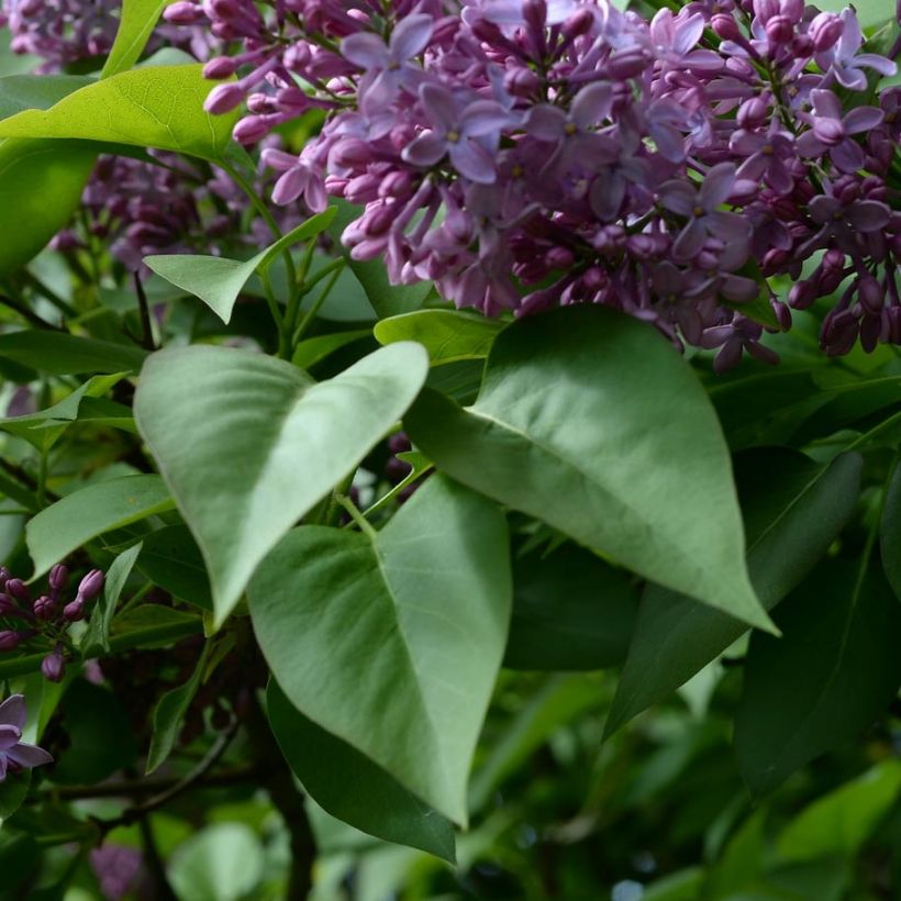 Lilas -  Syringa vulgaris (Foliage)