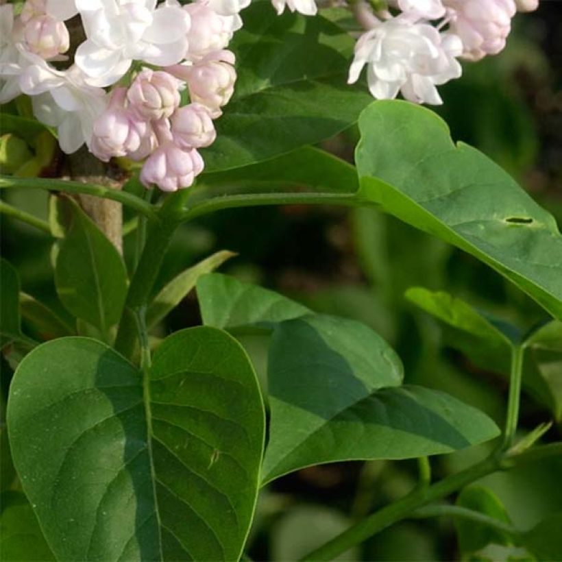 Lilas - Syringa vulgaris Belle de Moscou (Foliage)