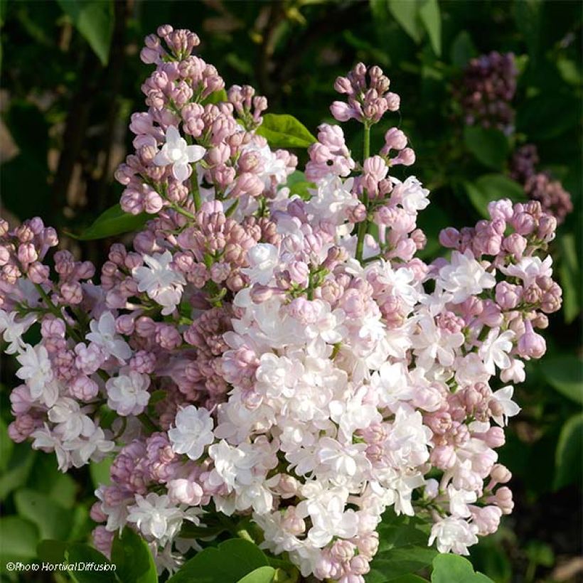 Lilas - Syringa vulgaris Belle de Moscou (Flowering)