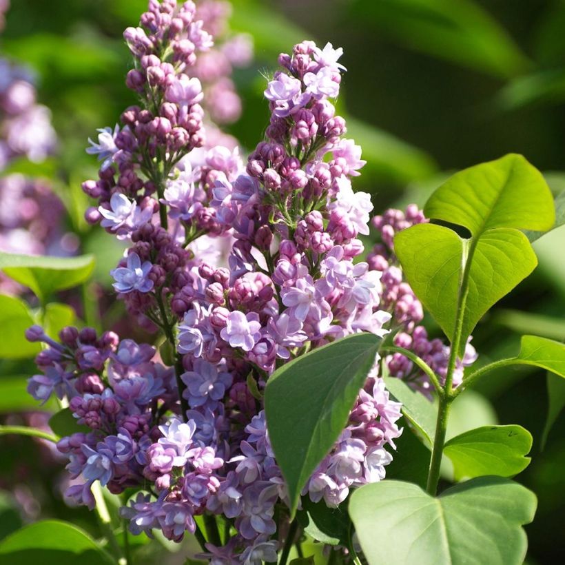 Lilas - Syringa vulgaris Michel Buchner (Flowering)