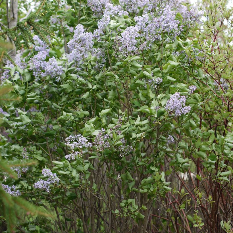 Lilas - Syringa vulgaris Président Grevy (Plant habit)