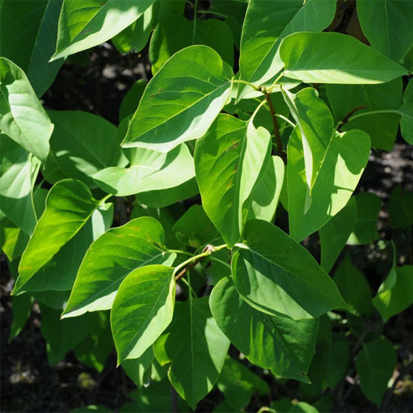 Lilas - Syringa vulgaris Président Grevy (Foliage)