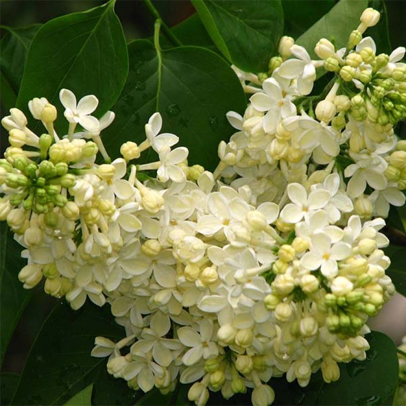Lilas - Syringa vulgaris Primrose (Flowering)