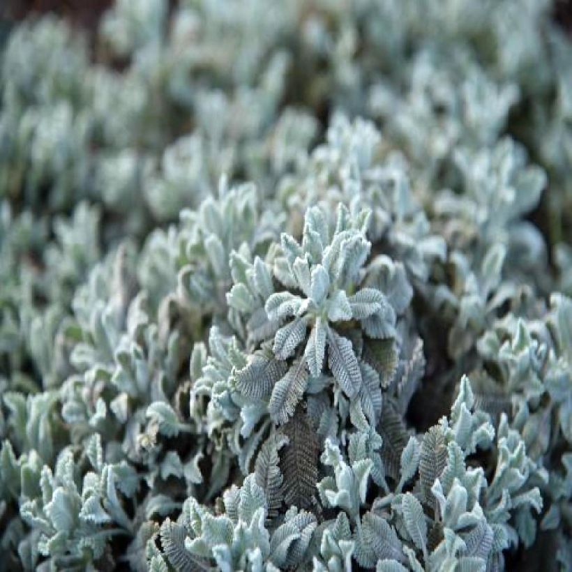 Tanacetum haradjanii Little Frosty - Tanaisie argentée (Foliage)