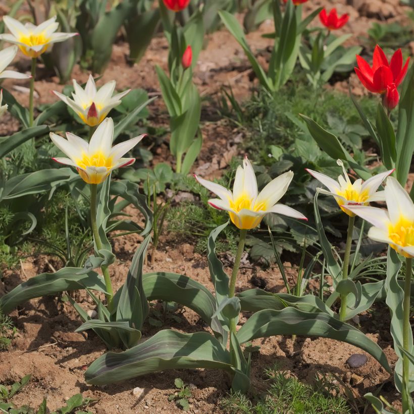 Tulipe botanique greigii White Fire (Plant habit)