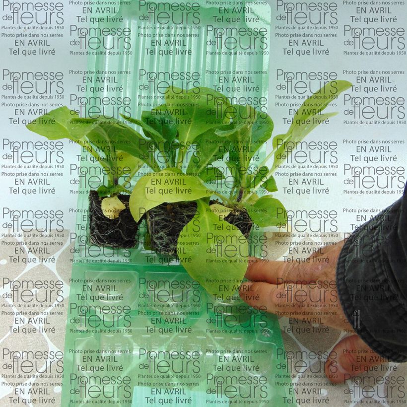 Example of Tabac d'ornement - Nicotiana Marshmallow Mini-motte Ø 3/4 cm as you get